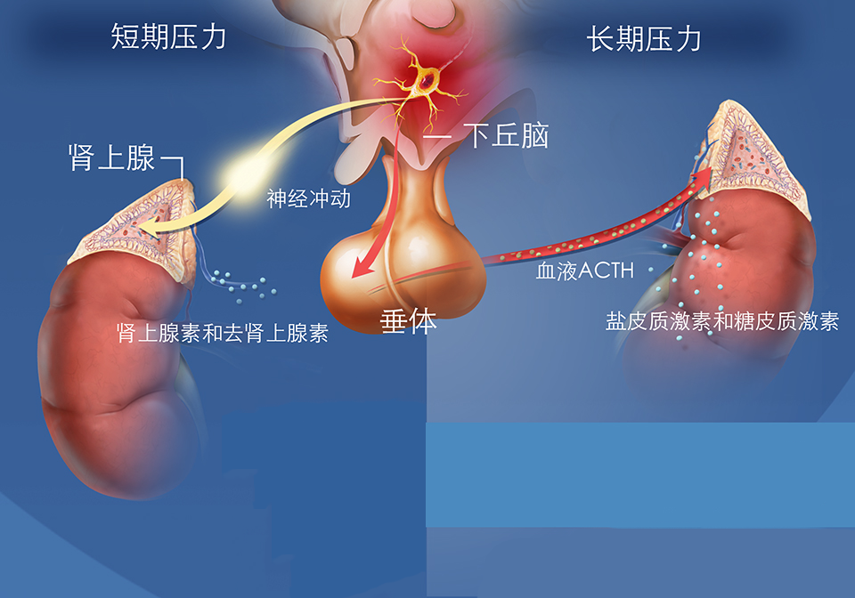 陽痿的種類